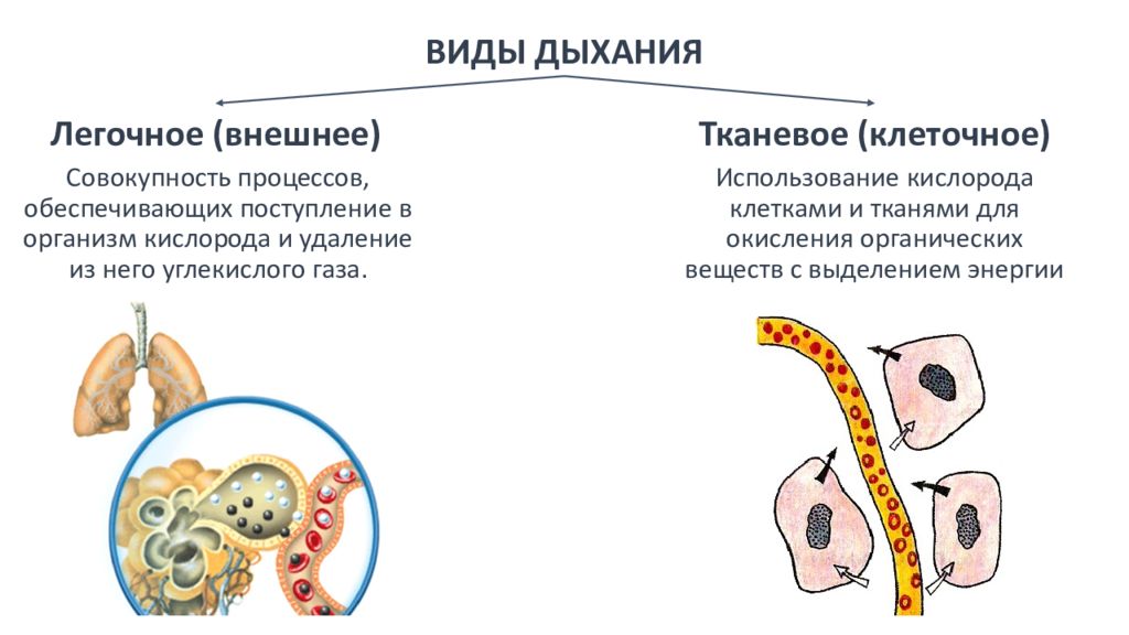 Схема тканевого дыхания