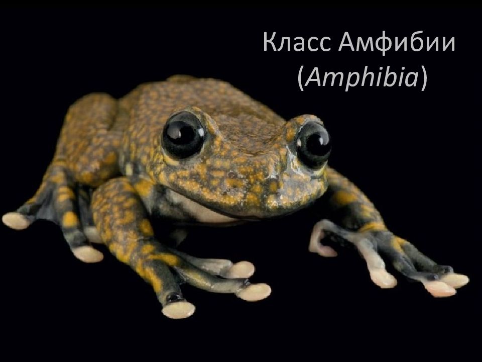 Класс Амфибии ( Amphibia )
