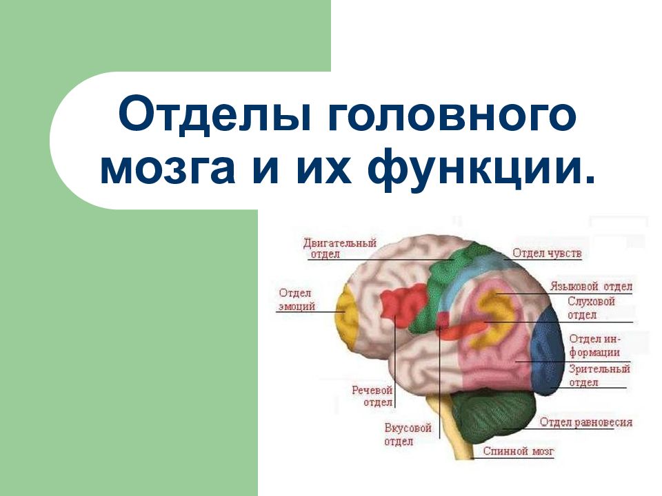 Какие 2 функции выполняет головной мозг. Головной мозг отдел мозга функции. Функции различных отделов головного мозга. Мозг строение и функции отделов. Части головного мозга их строение и функции.