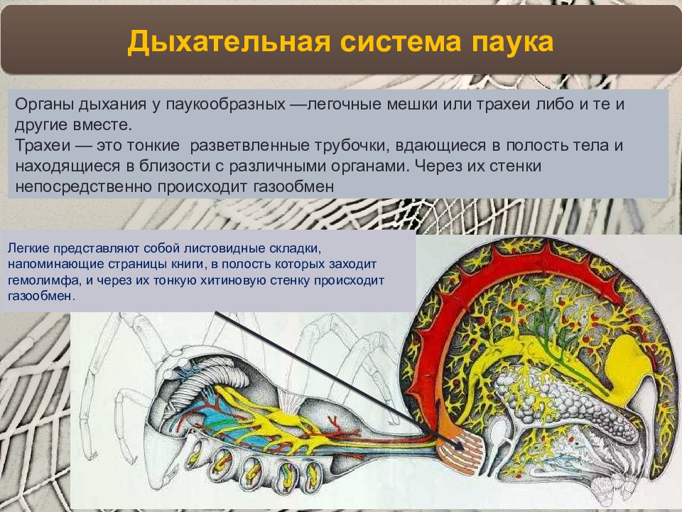 Дыхательная система паукообразных. Дыхательная система пау. Дыхательная система паука. Органы дыхания паукообразных.