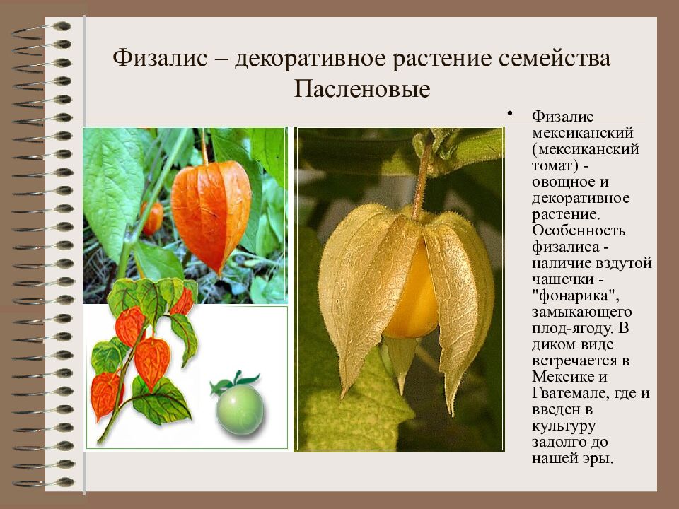 Представители семейства плоды. Физалис семейство Пасленовые. Пасленовые растения физалис. Физалис плод биология. Двудольные Пасленовые растения.