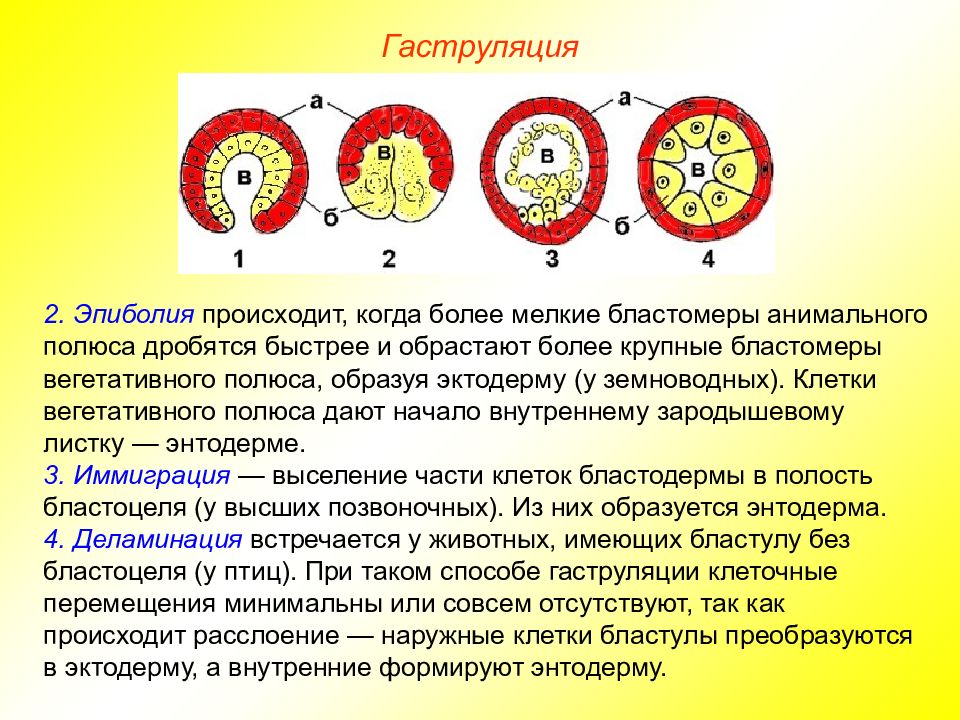 Правильную последовательность стадий процесса эмбриогенеза человека