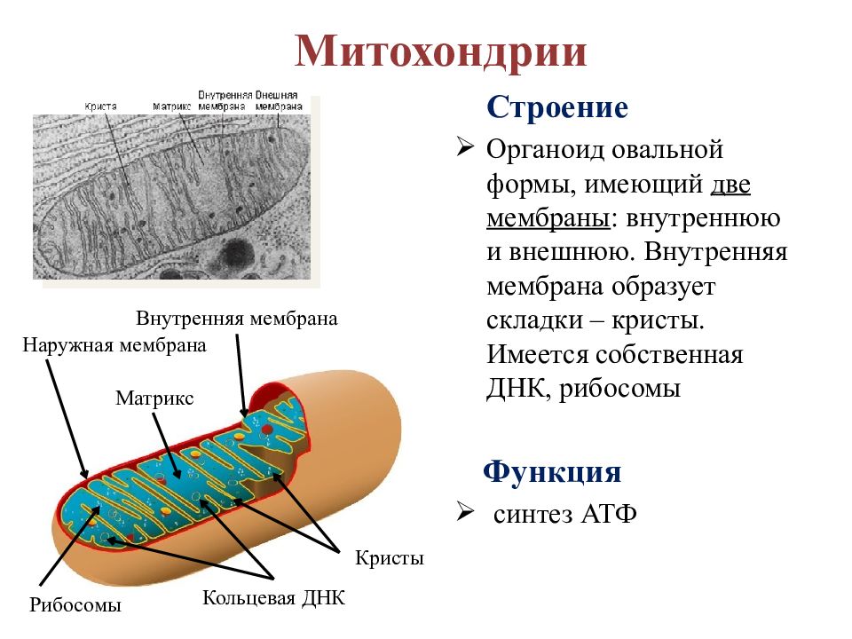 Имеет 2 мембраны. Кристы митохондрий функция. Митохондрии наружная внутренняя мембрана Кристы и Матрикс. Строение мембраны митохондрии. Строение Крист митохондрий.