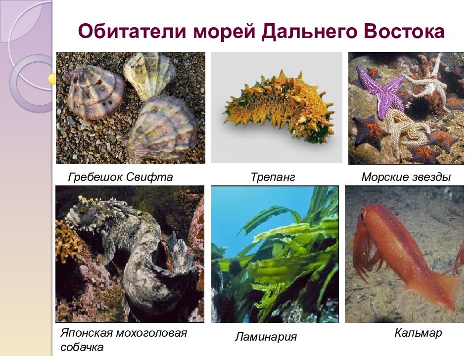 Презентация моря дальнего востока