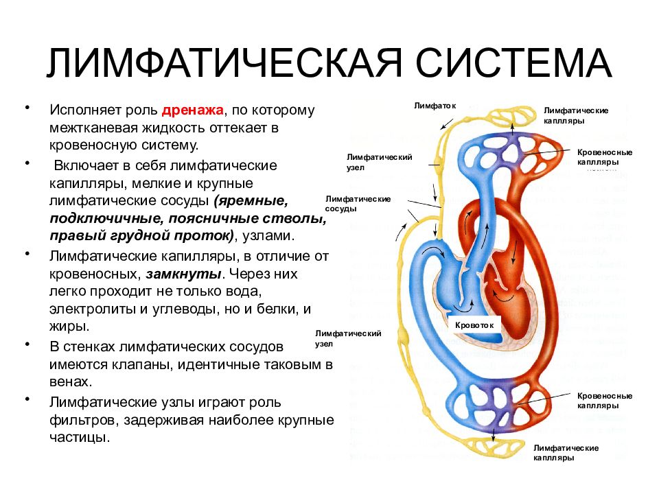 Рак лимфатической системы фото