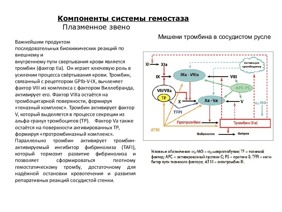 Система гемостаза картинки