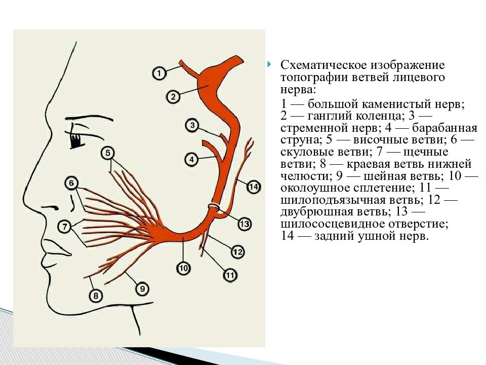 2 лицевой нерв. Ветви лицевого нерва схема. Схема иннервации лицевого нерва. Лицевой нерв схема строения. Ветви лицевого нерва схема проекция.