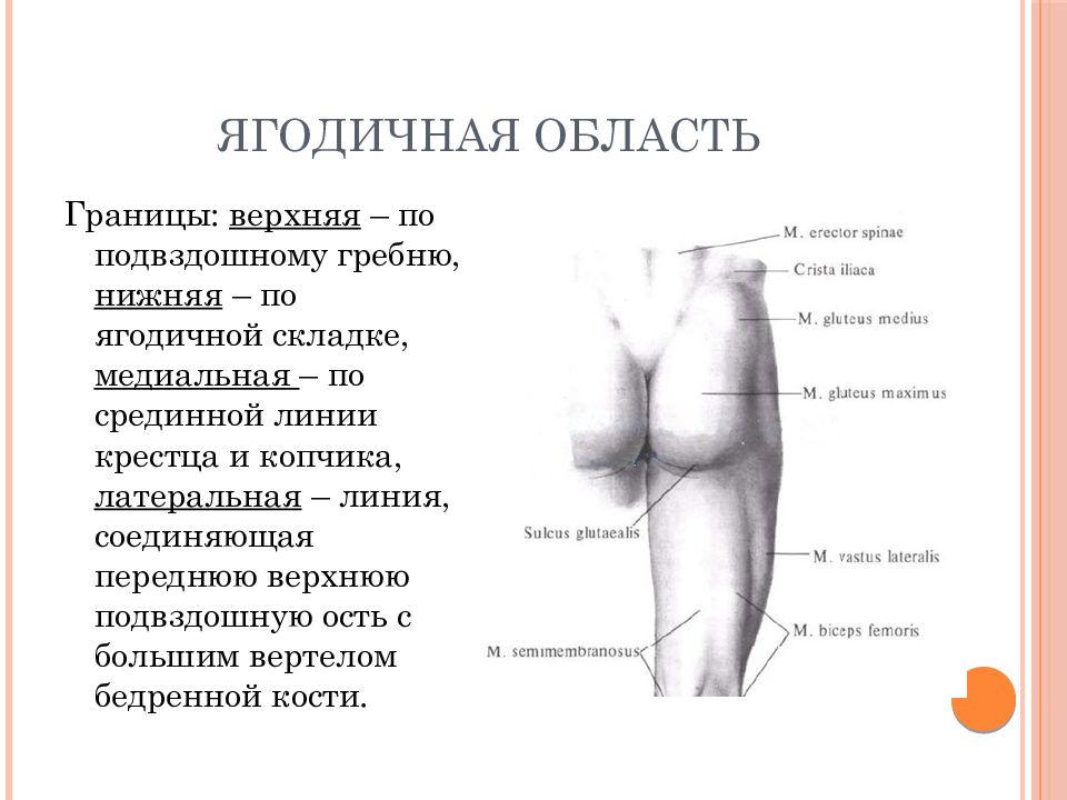 Топографическая анатомия нижней конечности презентация