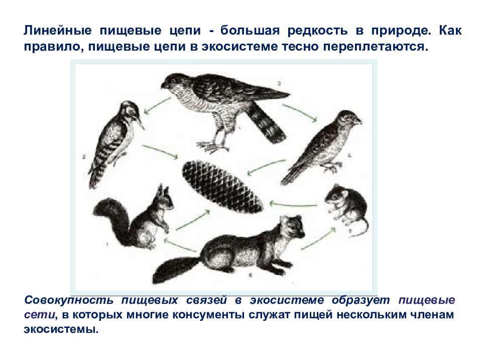 Определите консумент 1 порядка в цепи. Пищевые связи в экосистеме. большая пищевая цепь. пищевая цепочка в природе. ястреб консумент.
