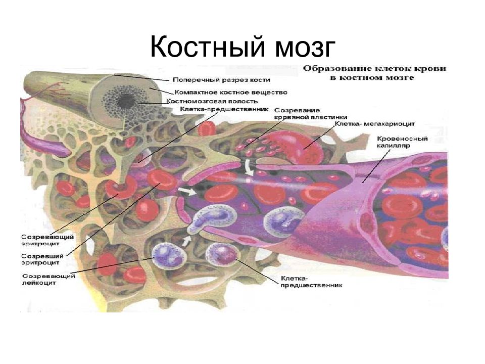 Красный костный мозг презентация