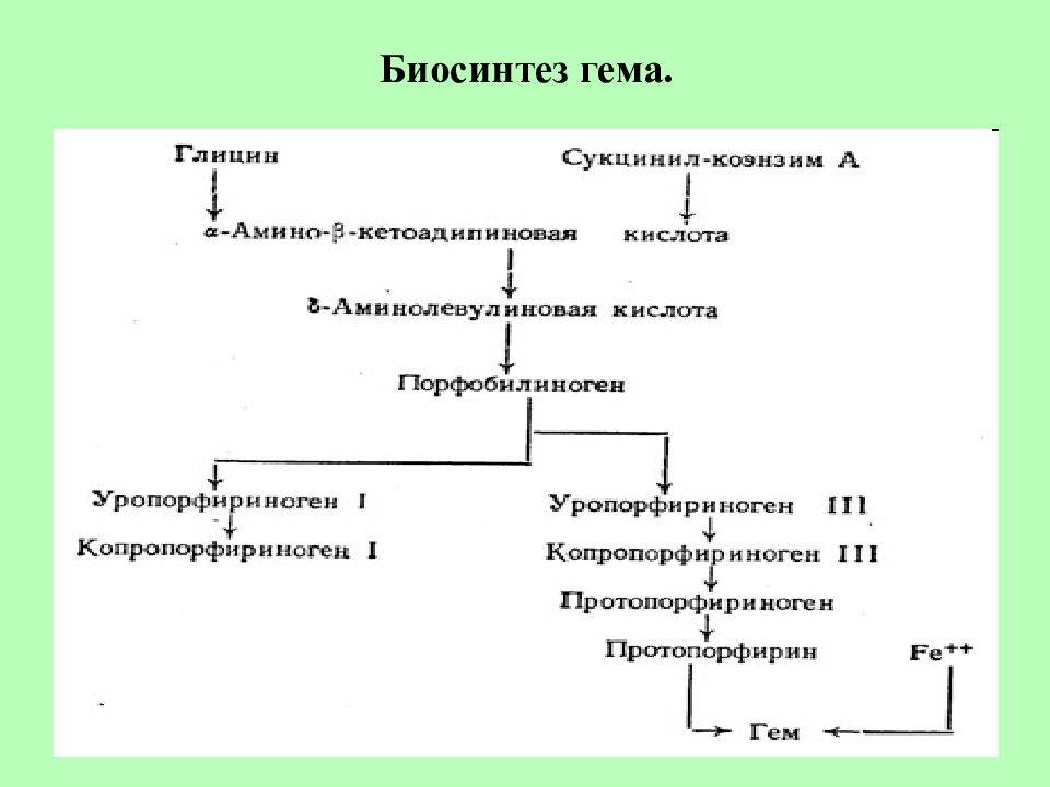 Порфирии биохимия презентация