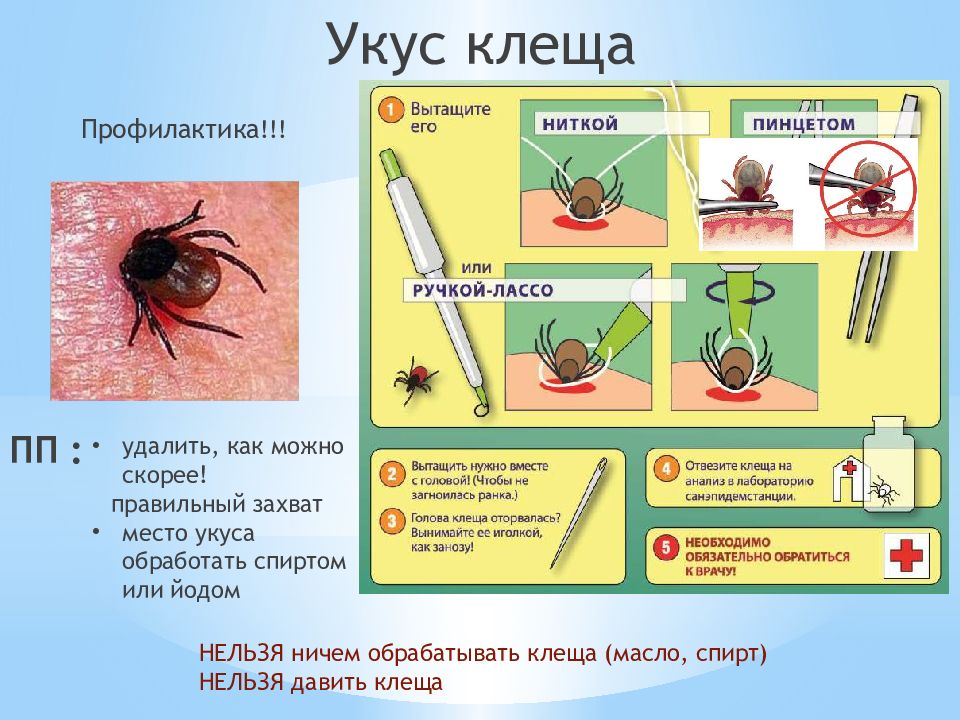 Как кусает клещ схема