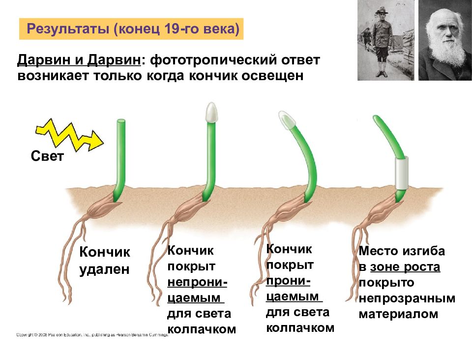 Рассмотрите рисунки назовите причины угнетения роста и гибели растений выразите