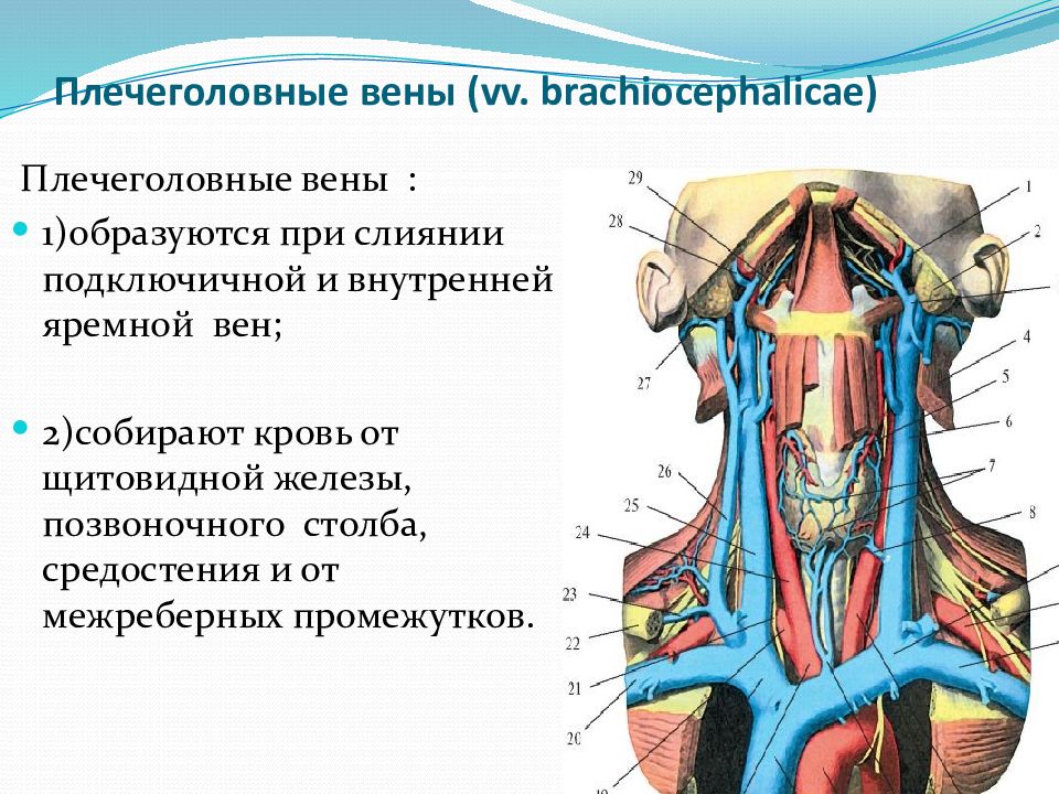 Левая подключичная вена. Подключичная Вена верхняя полая Вена. Плечеголовные вены их топография. Плечеголовные вены анатомия.