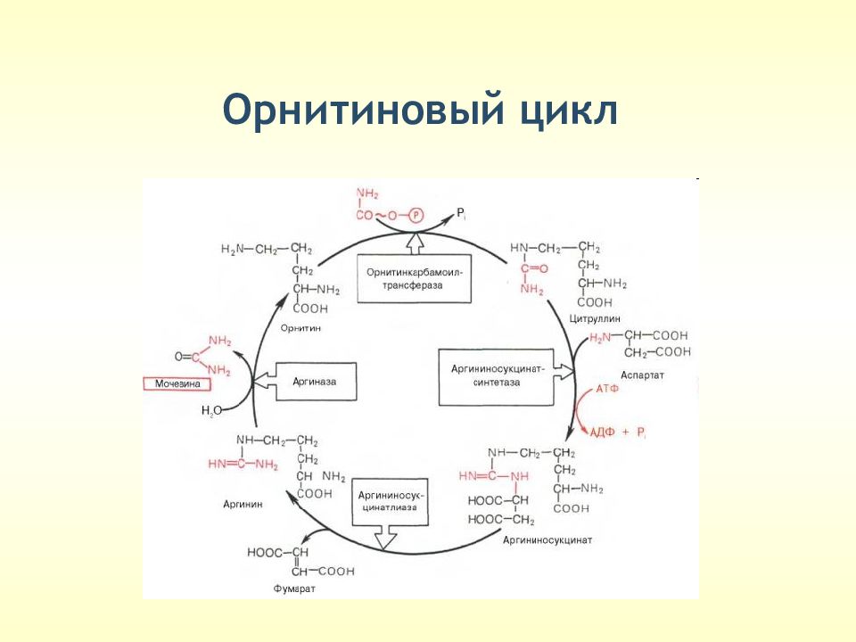 Цикл синтеза. Орнитиновый цикл синтеза мочевины. Орнитиновый цикл биохимия с ферментами. Орнитиновый цикл схема. Орнитиновый цикл Ленинджер.