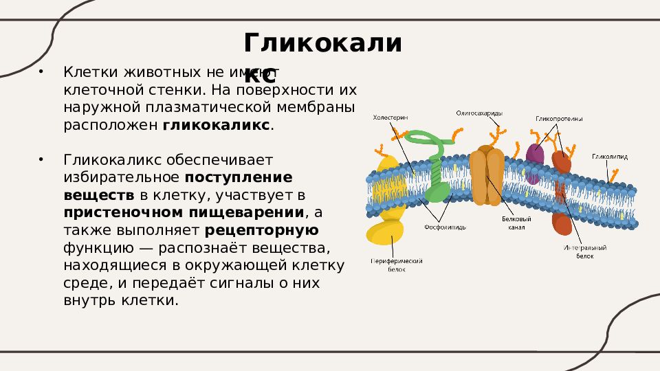 Гликокаликс животной клетки