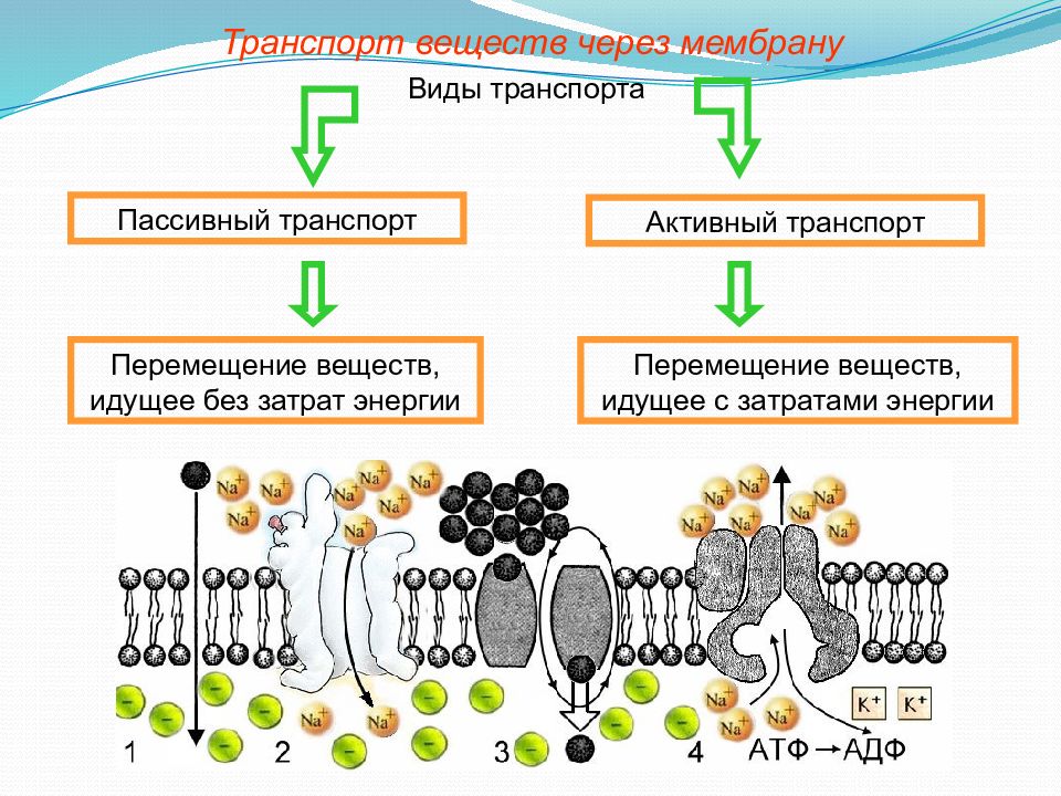 Транспорт веществ через мембрану презентация