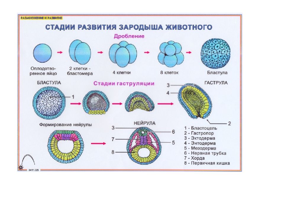 Процесс эмбриогенеза человека. Этапы эмбриогенеза. Эмбриогенез человека. Эмбриогенез животных. Эмбриогенез человека ЕГЭ.