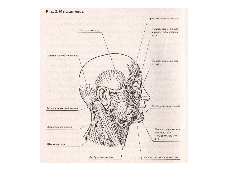 Иннервация речевого аппарата это. Иннервация мышц речевого аппарата. Мышца поднимающая верхнюю губу и крыло носа. Составление схемы «строение и функционирование речевого аппарата». Иннервация мышц речевого аппарата таблица.