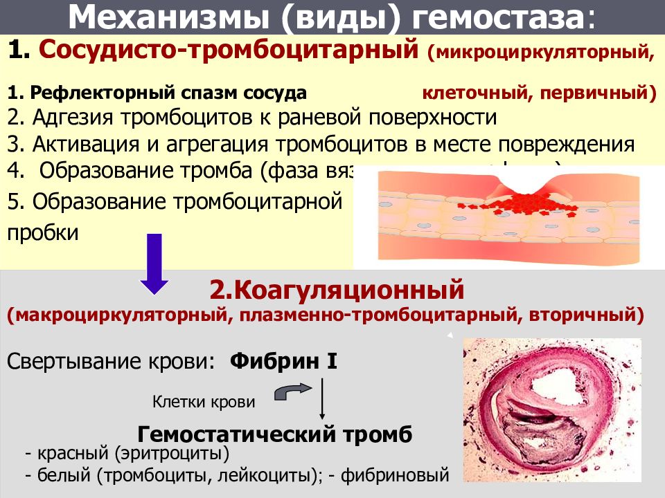 Презентация на тему гемостаз