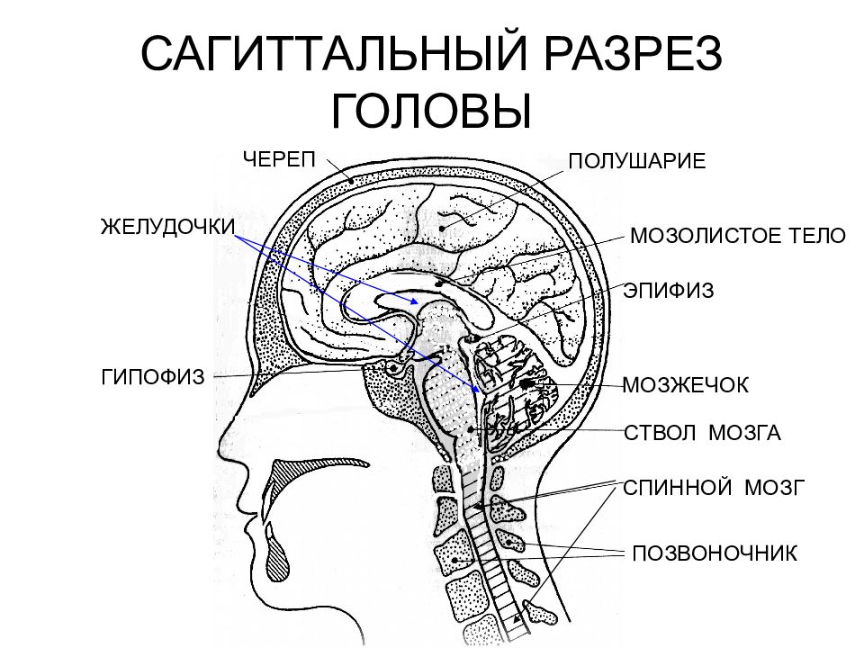 Отростки мозга. Сагиттальный распил головного мозга анатомия. Мозг в черепной коробке анатомия. Сагиттальный распил головы строение. Череп Сагиттальный срез анатомия.