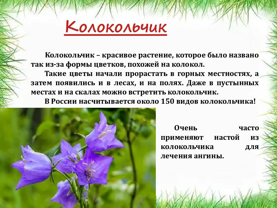 Проект про растение колокольчик