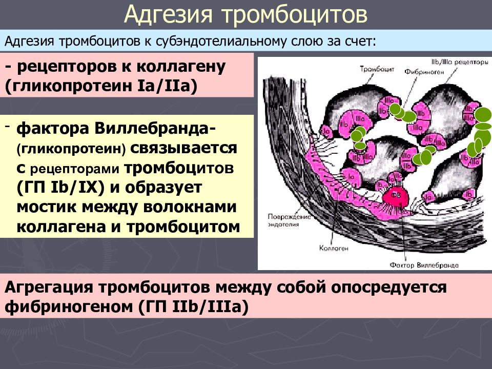 Адгезия в медицине. Факторы адгезии тромбоцитов. Адгезивную способность тромбоцитов. Адгезия тромбоцитов снижен. Адгезивная способность тромбоцитов.