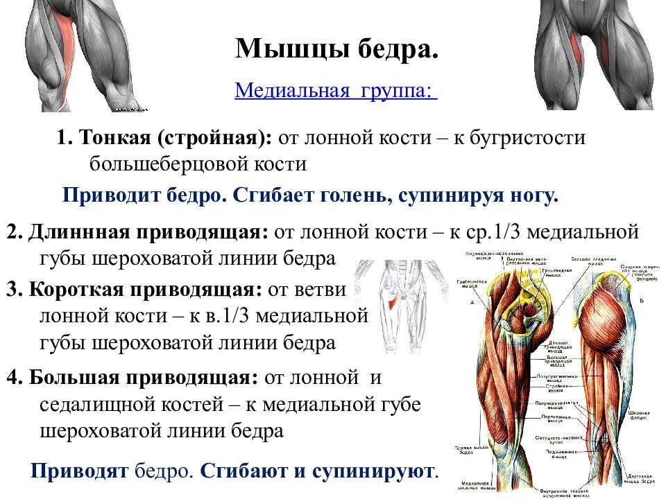 Группа бедренном. Медиальные мышцы бедра анатомия. Медиальная группа мышц бедра анатомия таблица. Медиальная группа мышц бедра анатомия. Мышцы супинирующие бедро.