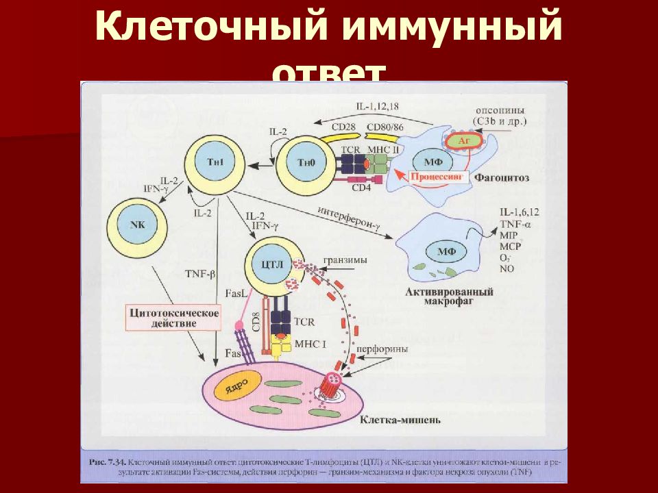 Клетки иммунитета. Клеточный иммунный ответ т-лимфоциты. Т лимфоциты отвечают за клеточный иммунитет. Иммунный ответ по клеточному типу. Клеточный иммунный ответ механизм.