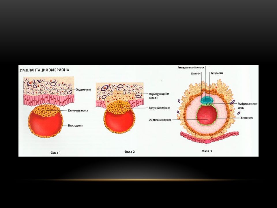 Имплантация эмбриона презентация