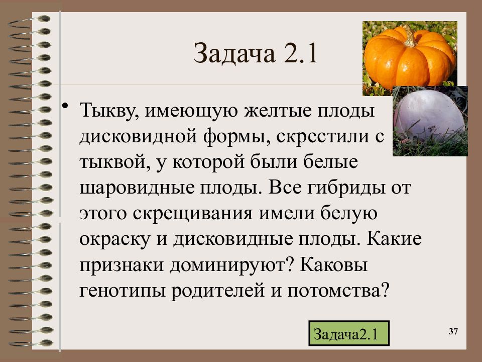 У тыквы желтая окраска. Тыкву имеющую желтые плоды дисковидной формы. Тыква имеющая желтые плоды дисковидной формы скрестили с тыквой. Дисковидная форма тыквы. У тыквы дисковидная форма плода.