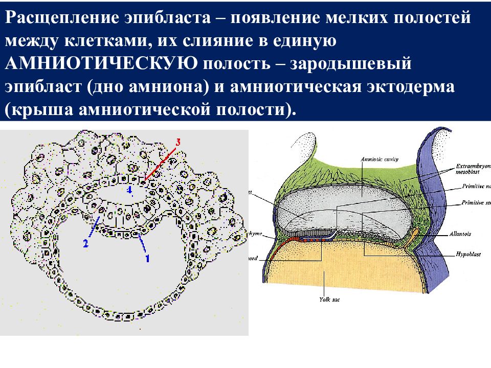 Расщепление клеток. Эпибласт и гипобласт. Зародышевый эпибласт. Эмбриональный эпибласт. Эпибласт и гипобласт зародыша.