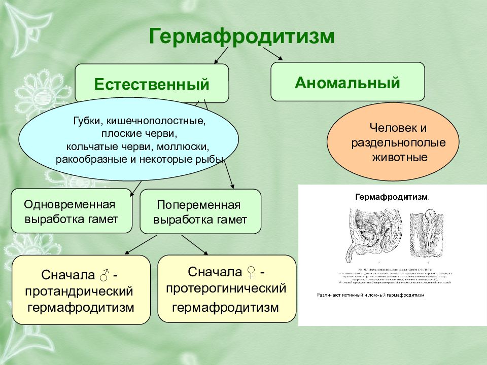 Животных характерен гермафродитизм. Естественный гермафродитизм. Ложный гермафродитизм. Гермафродитизм размножение. Половое размножение гермафродитизм.