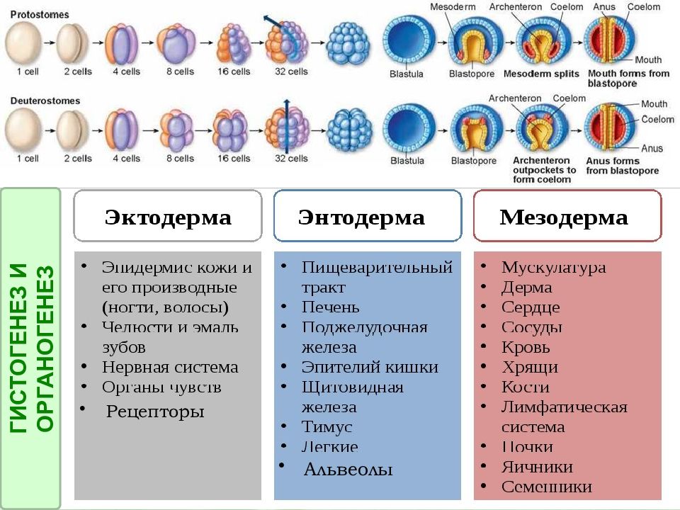 Гистогенез и органогенез рисунок