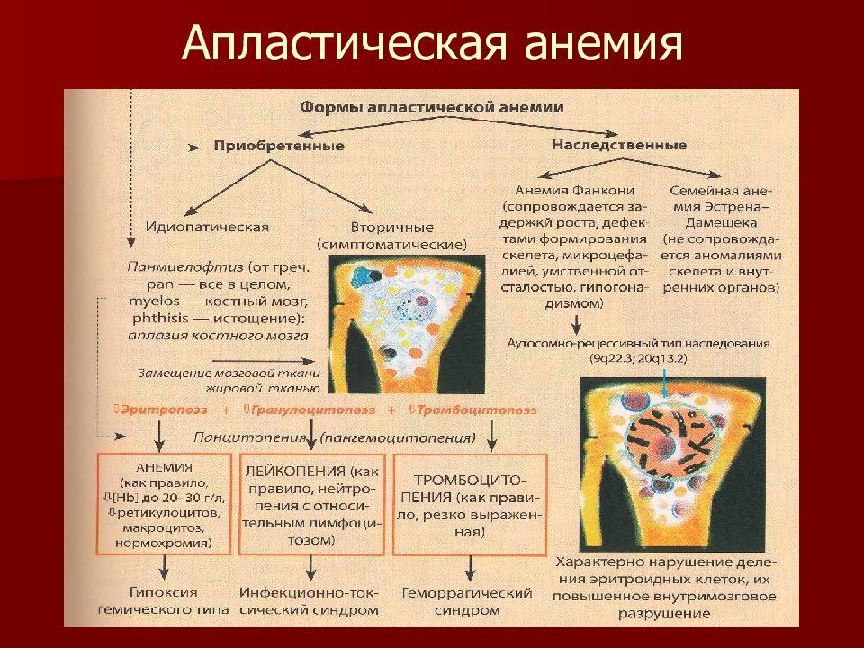 Гипо апластические