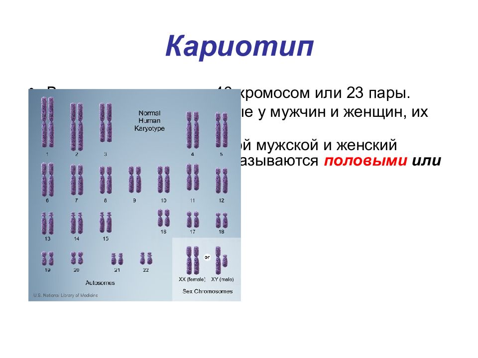Назовите число хромосом. Кариотип хромосомный набор. Нормальный кариотип человека состоит из 22 пар. Кариотип человека 46 хромосом. Нормальный набор хромосом человека таблица.