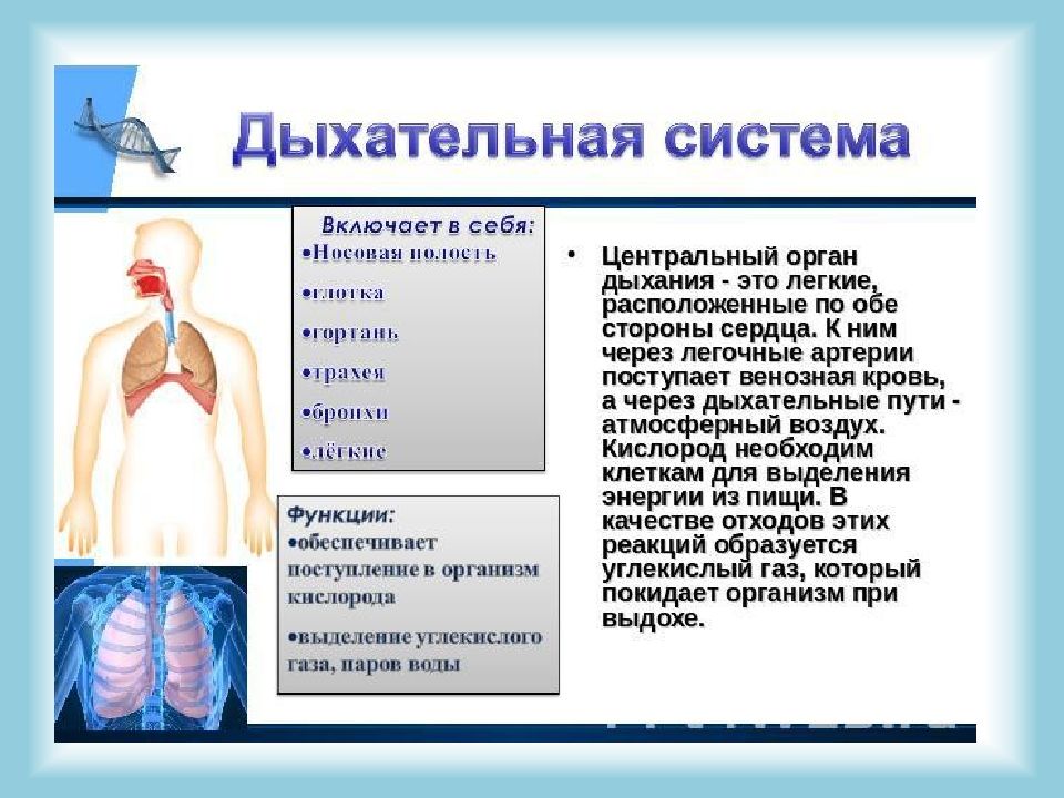 Расположены по обе стороны. Роль дыхательной системы. Дыхательная система включает. Функции органов дыхания легкие. Легкие система органов.