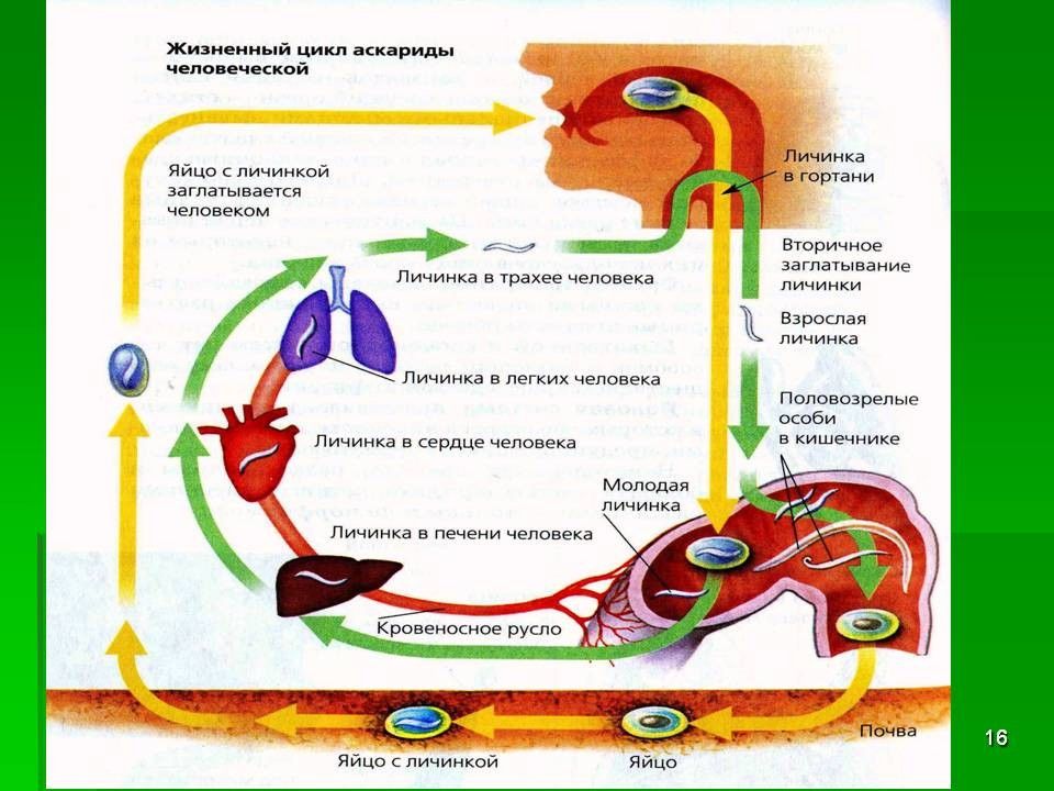 Жизненный цикл аскариды рисунок егэ