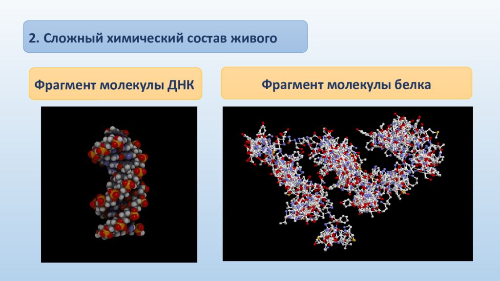 В состав живого входят. Фрагмент молекулы белка. Первые живые белковые молекулы. Фрагмент молекулы. Сложный химический состав.