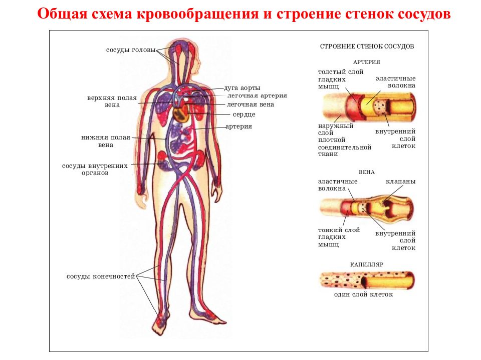 Схема артерий и вен. Строение кровеносных сосудов анатомия. Схема строения кровеносных сосудов. Сосуд строение артерия Вена. Кровеносные сосуды человека схема артерии.