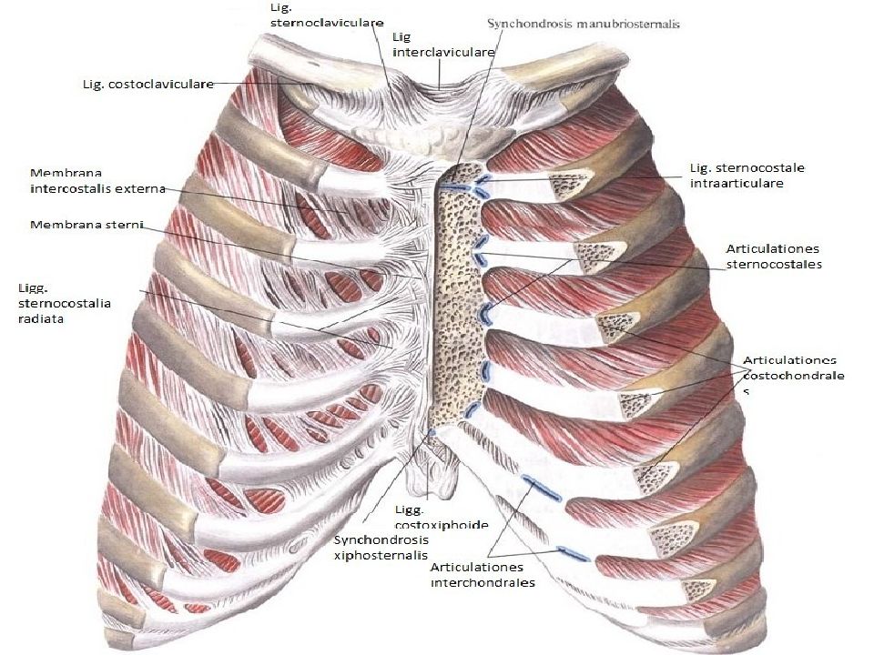 Реберная. Соединение ребер с грудиной анатомия. Реберный хондрит грудной клетки. Связки и суставы ребер и грудины анатомия. Кости ребер с грудиной Тип соединения.