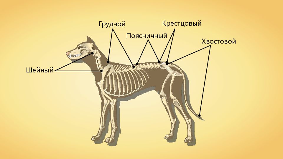 Скелет млекопитающих состоит из 5 отделов. Отделы скелета млекопитающих. Отделы позвоночника млекопитающих. Строение позвоночника млекопитающих. Крестцовый отдел позвоночника у млекопитающих.