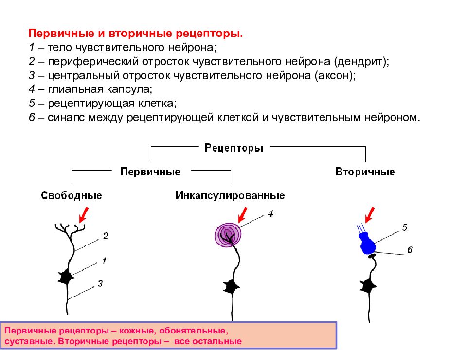 Чувствительные рецепторы. Первичные и вторичные рецепторы схема. Первичные и вторичные чувствительные рецепторы. Аксон чувствительного нейрона. Чувствительные (рецепторные) Нейроны.