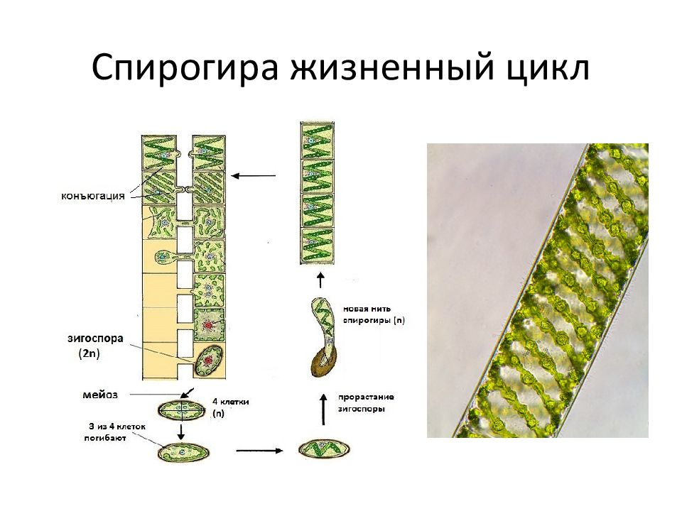 Спирогира водоросль рисунок