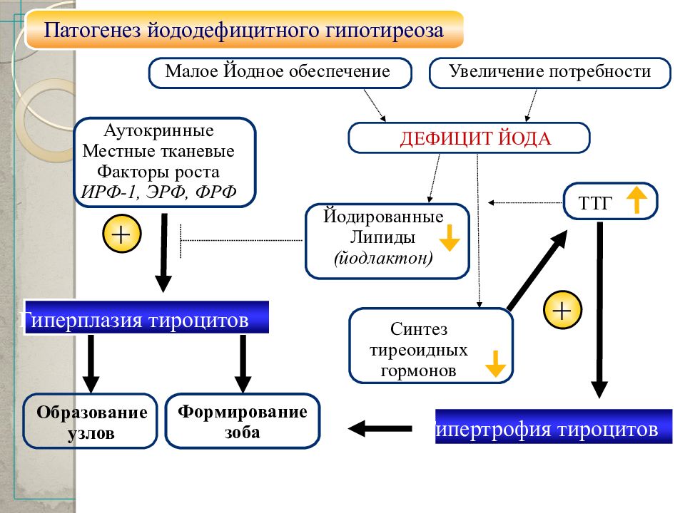 Гипотиреоз презентация патофизиология