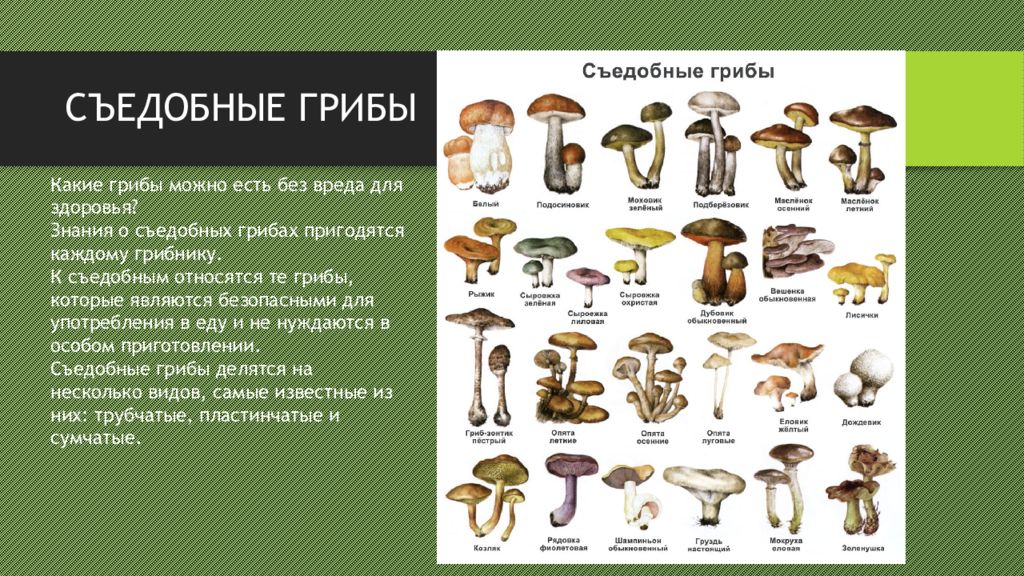 Сообщение на тему съедобные грибы. Пластинчатые грибы съедобные и ядовитые. Трубчатые грибы съедобные и ядовитые. Краткий доклад на тему съедобные грибы. Съедобные трубчатые грибы фото и название и описание.