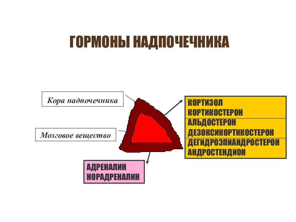 Гормоны надпочечников презентация физиология