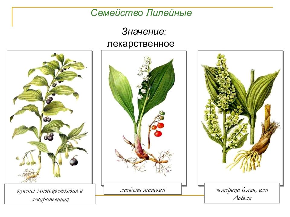 Семейства однодольные презентация