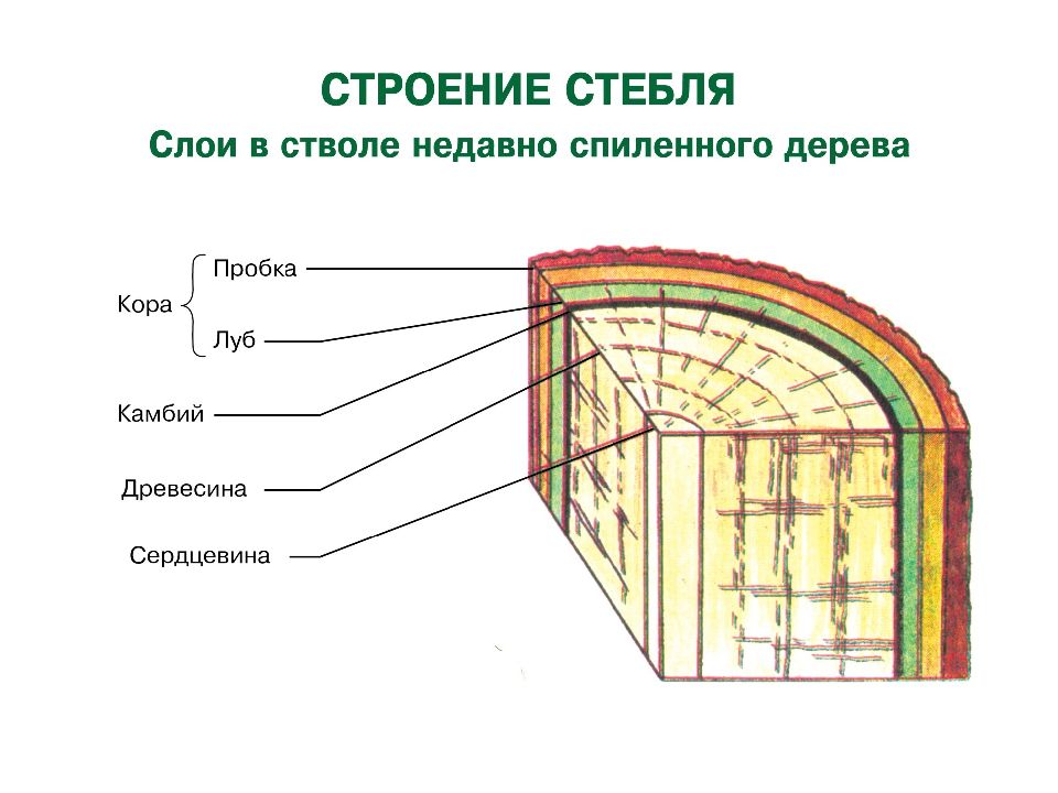 Корпус растений строение. Строение растительной клетки кора. Как называется мужская клетка у растений. Сделать конспект по теме строения стебля.