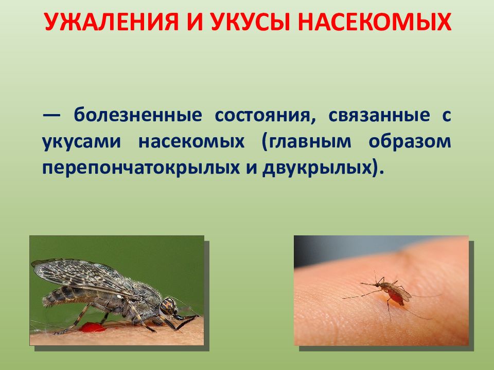 Тема укусы насекомых. Как выглядят укусы насекомых. Как выглядят укусы разных насекомых. Укусы насекомых картинки для детей.